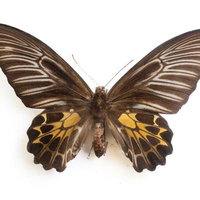 キシタアゲハのメスの標本の写真